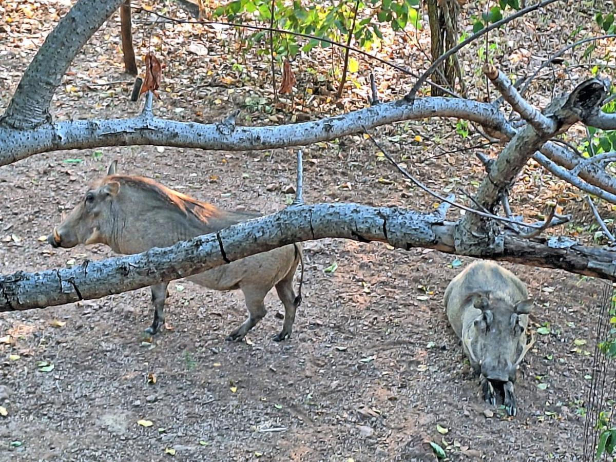 Winterkamp Loskop Serene Bush Cabin מראה חיצוני תמונה
