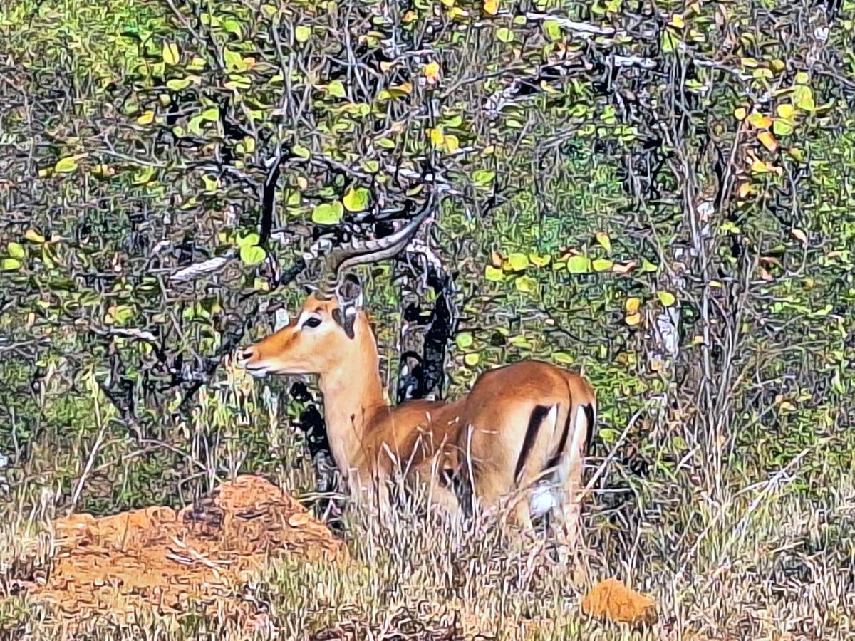 Winterkamp Loskop Serene Bush Cabin מראה חיצוני תמונה